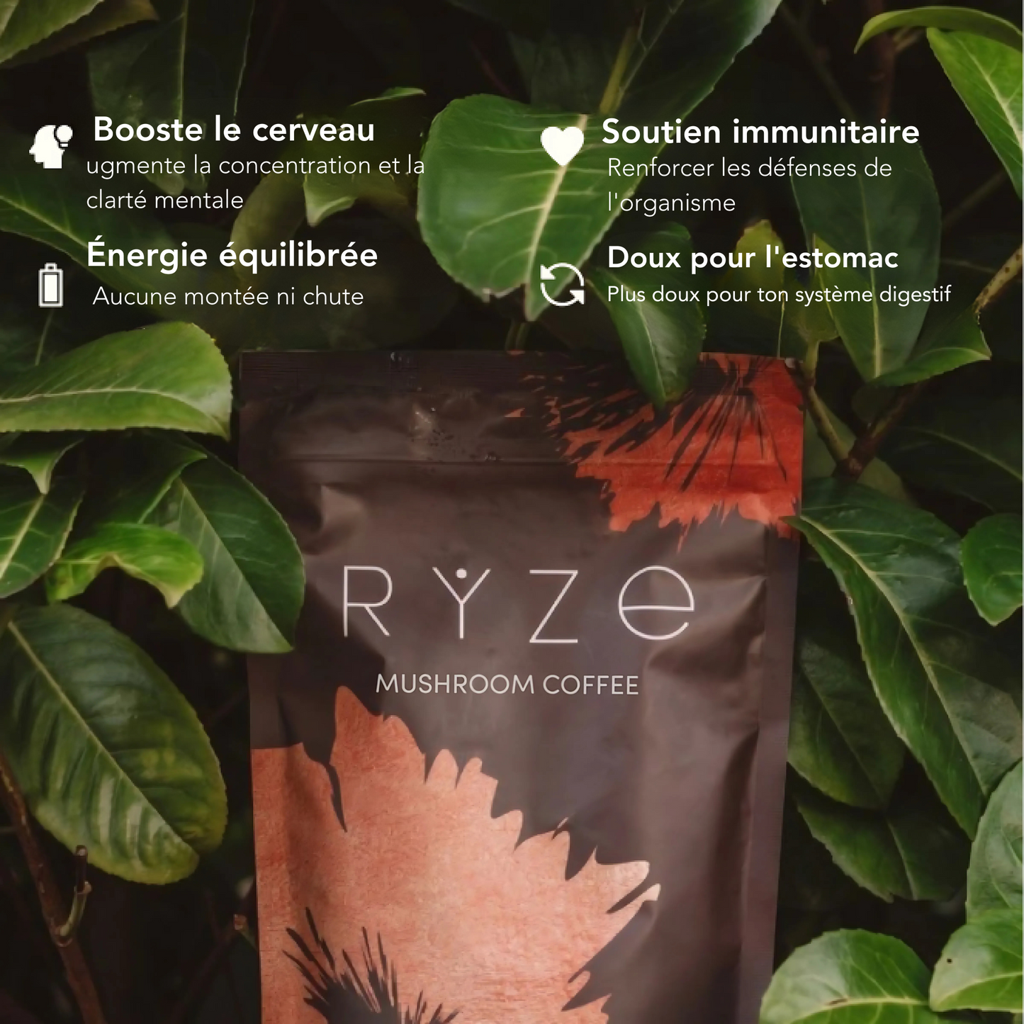 Kinoko Café - aux Champignons